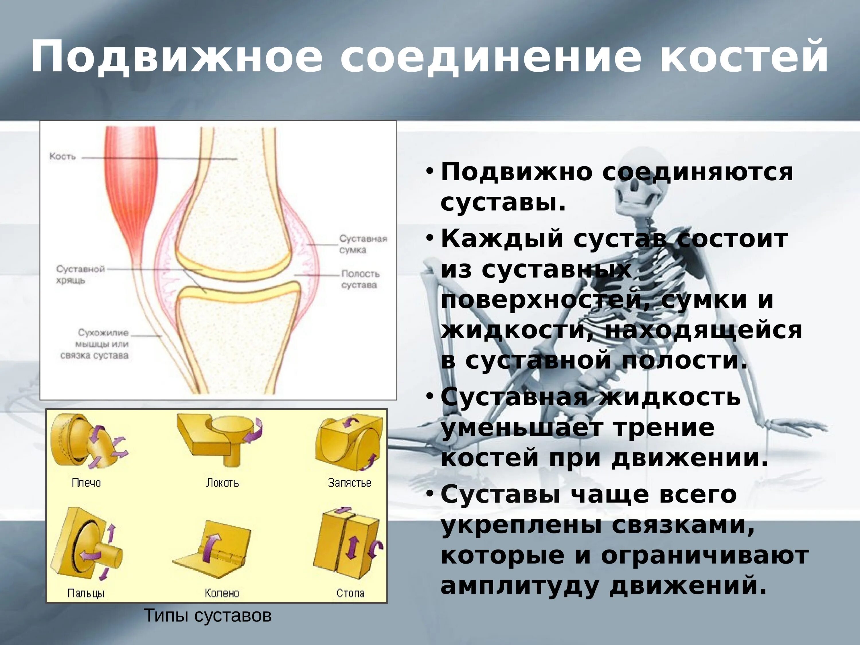 Подвижное соединение костей. Подвижные соединения костей. Подвижное соединение костей сустав. Уменьшает трение суставных поверхностей костей.