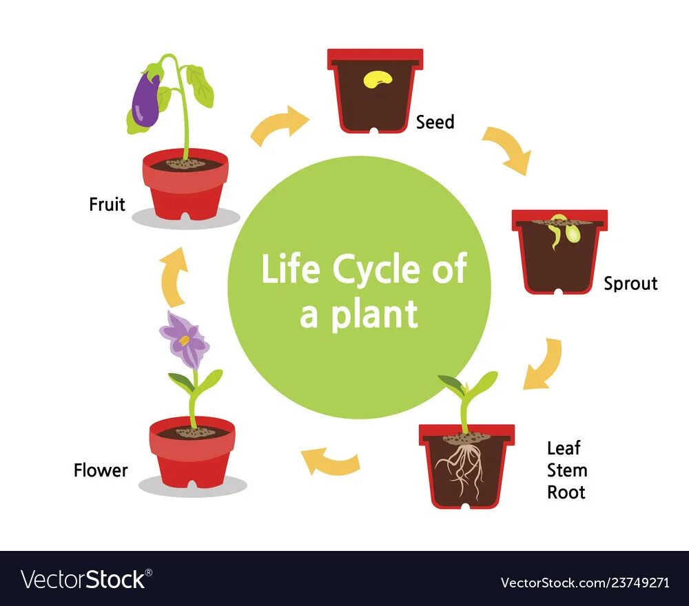 Plant Life Cycle. The Plant Life Cycle Stages. Life Cycles. Plant Life Cycle for Kids. Plant cycle