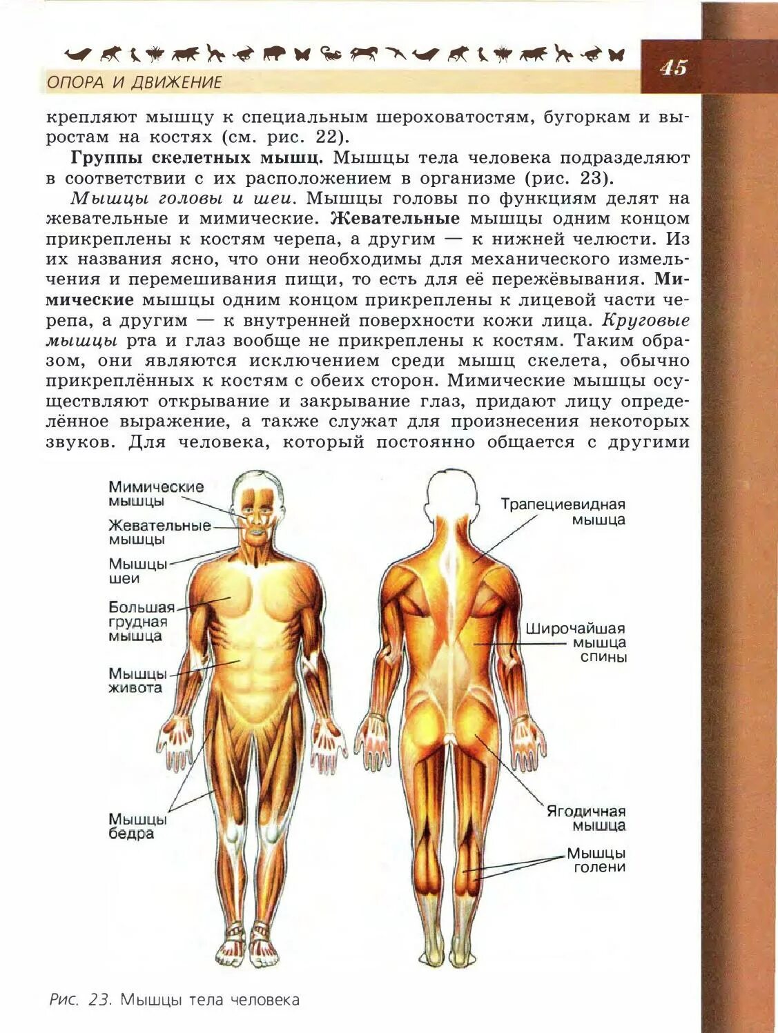 Анатомия человека пособия. Мышцы тела человека 8 класс Пасечник. Биология 8 класс учебник строение человека. Мышцы тела человека 8 класс биология Пасечник. Биология 8 класс учебник Пасечник строение человека.