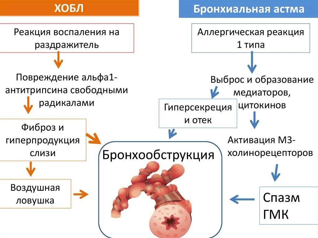 Хроническими болезнями легких астмой. Механизм развития одышки при бронхиальной астме. Аллергическая бронхиальная астма этиология. Бронхиальная астма (реакция гиперчувствительности 1 типа). Бронхиальная астма Тип аллергической реакции.