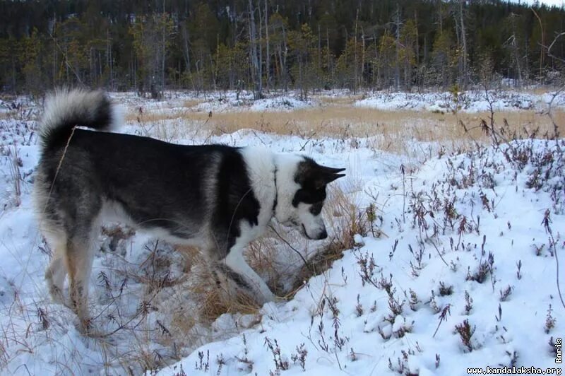 Охота на медведя на кольском полуострове. Охота на кольском полуострове.