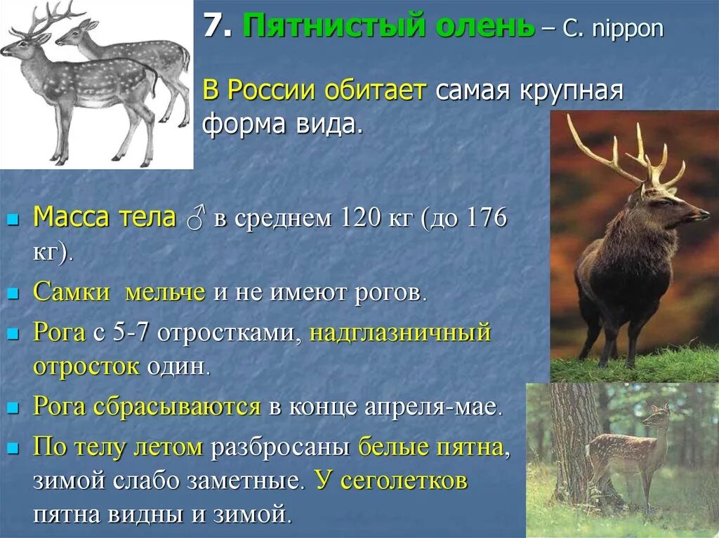 Уссурийский пятнистый олень доклад. Описание оленя. Рассказ о пятнистом олене. Животные красной книги России пятнистый олень.