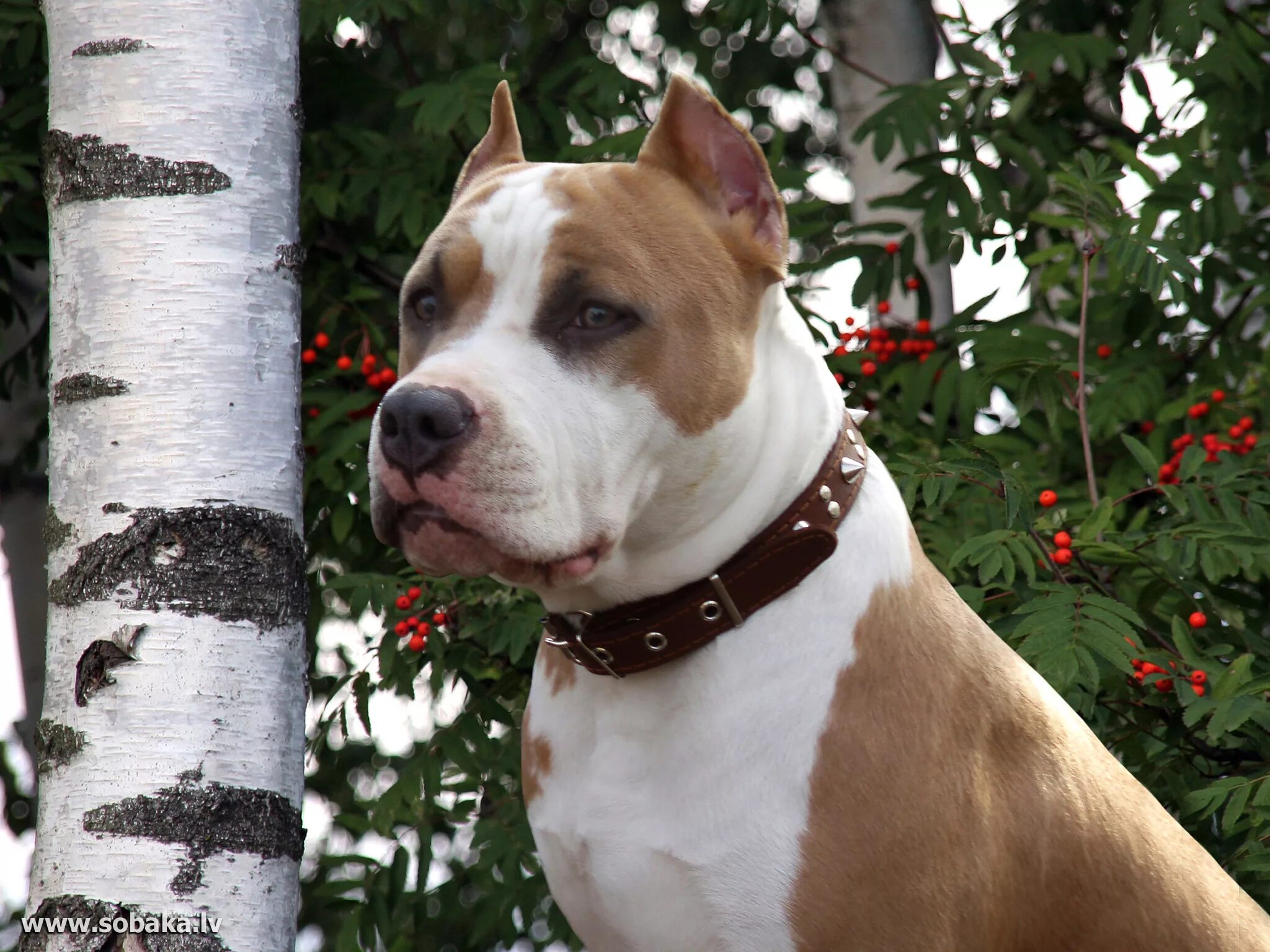 американский стаффордширский терьер белый. стаффордширский терьер лиловый. снежинки стаффорд. американский питбультерьер бело рыжий. стаффордширский терьер дик.