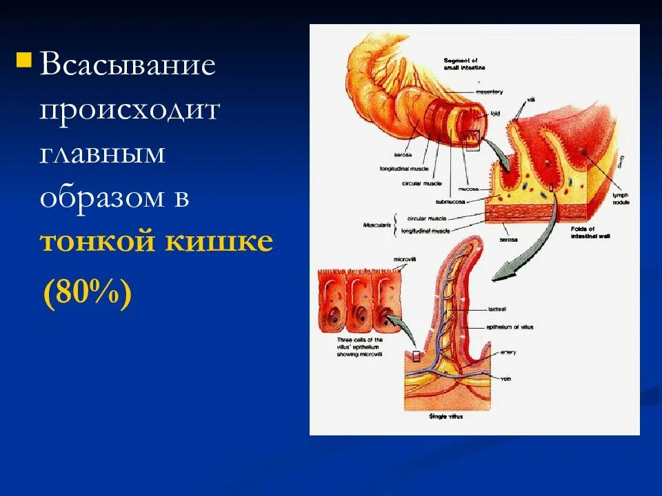 Всасывание в толстом кишечнике. Всасывание происходит в:. Всасывание это процесс. Процесс всасывания в тонкой кишке.