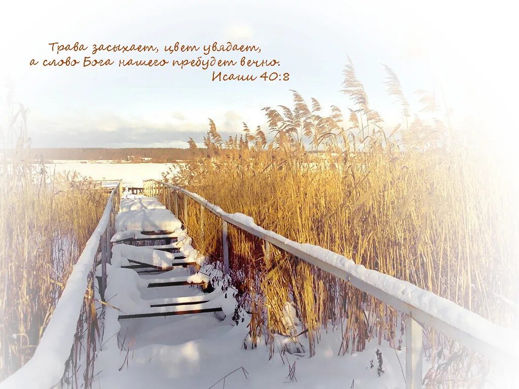 влюбленные лебеди. любовь и лебеди. красивые лебеди. велика верность твоя господи. любовь и лебеди.