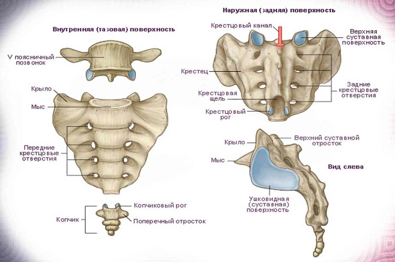 Крестец анатомия человека строение. Строение крестца и копчика. Строение крестцового позвонка. Строение позвонка пояснично-крестцового отдела позвоночника. Органы крестцового отдела