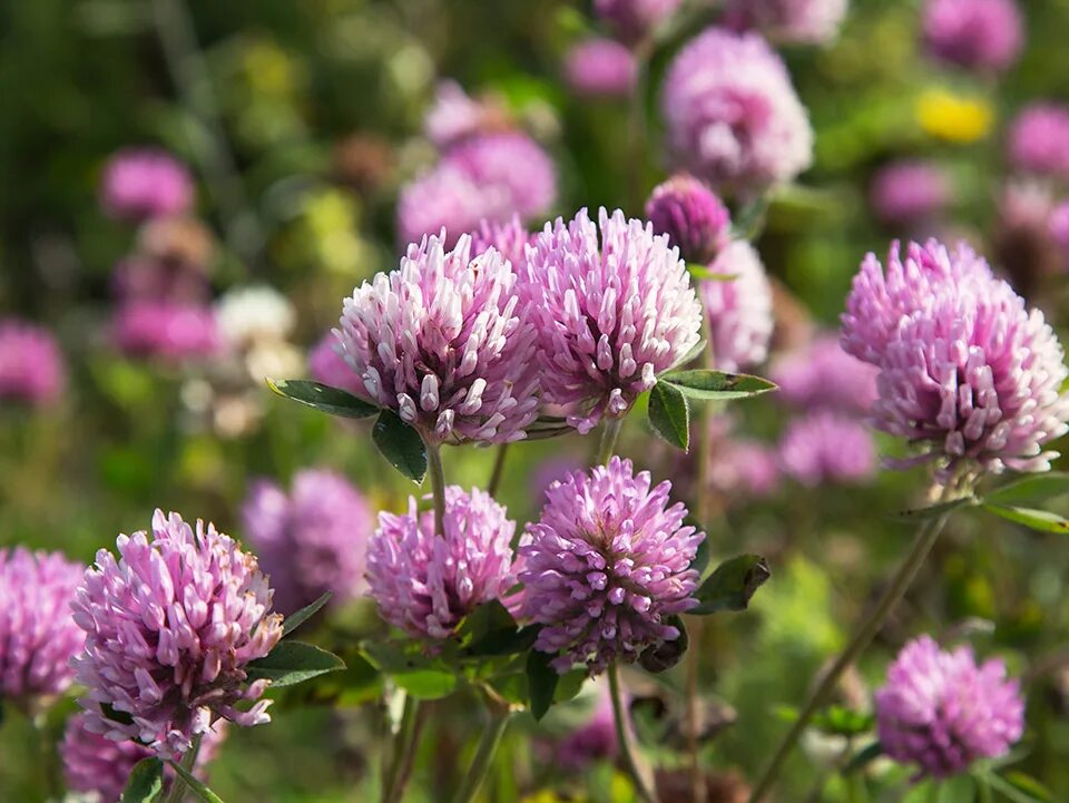 Клевер растение фото. Красный Клевер Trifolium pratense. Клевер красный (Trifolium Rubens). Клевер Луговой Trifolium praténse. Клевер Луговой - Trifolium pratense l.