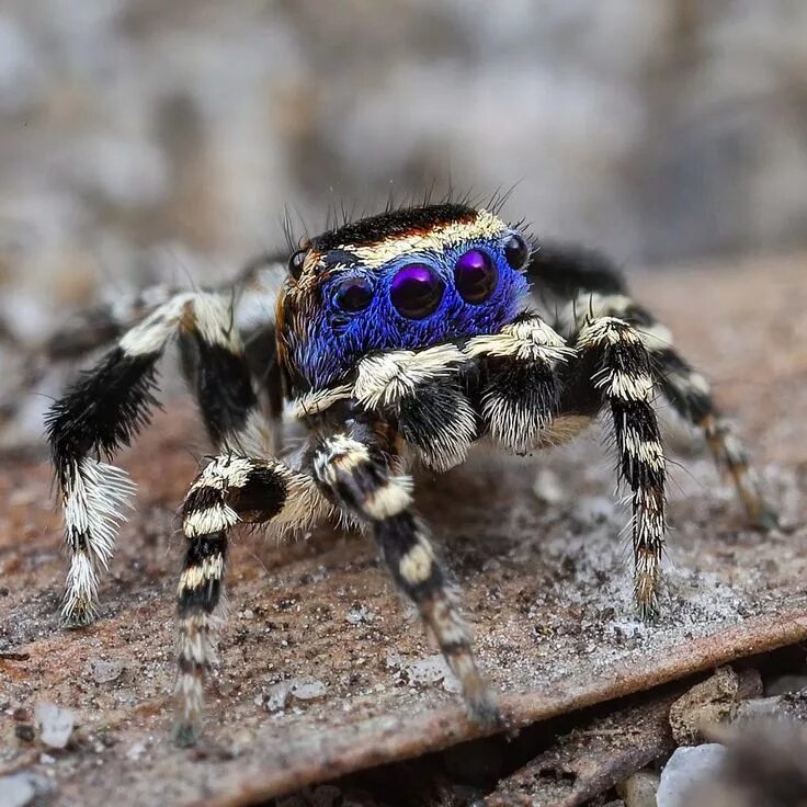 Сама пестр. Паук скакун Зебра. Паук скакунчик. Maratus personatus паук. Скакунчик Тарантул.