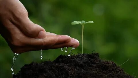 Plant video