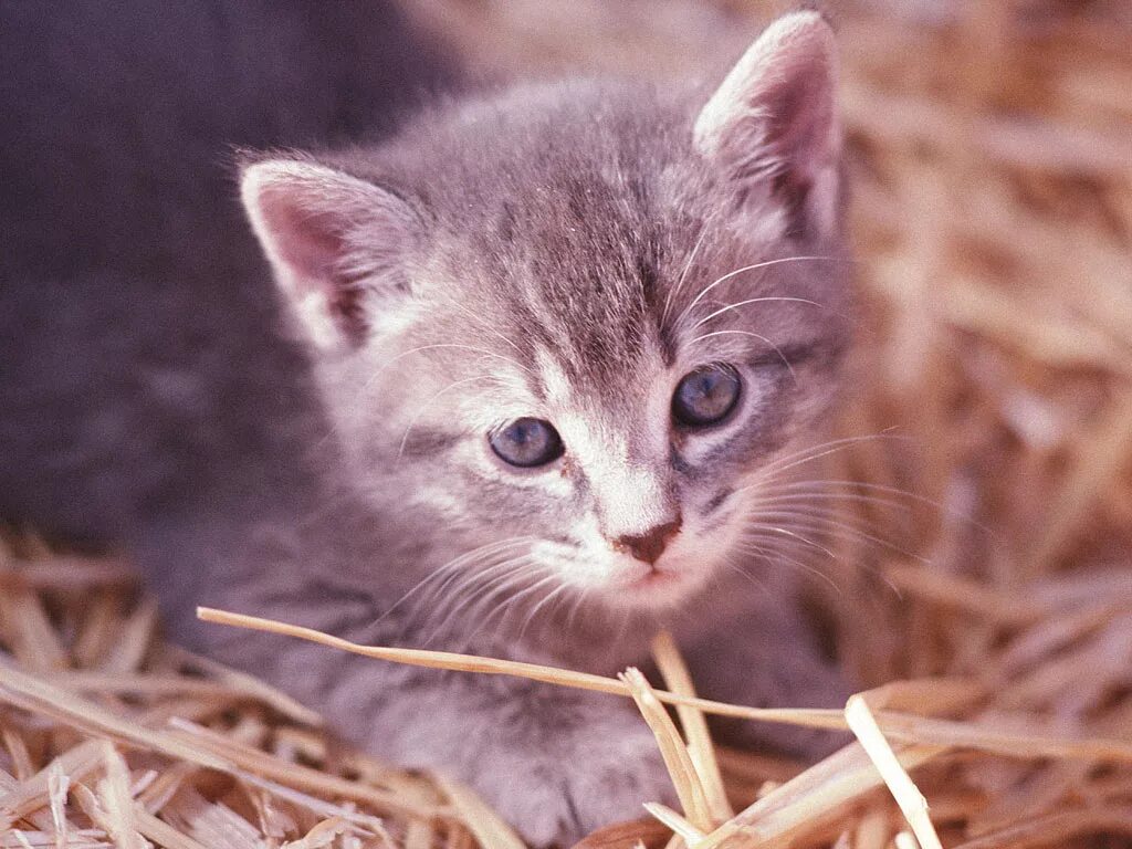 Котенок. Живые котята. Картинки котиков. Фотографии котят. Бесплатные живые кошки