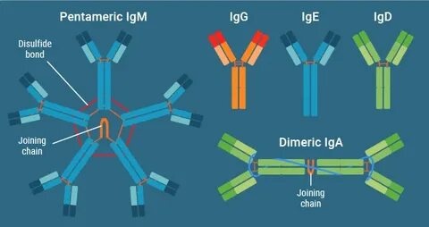Иммуноглобулины класса a iga
