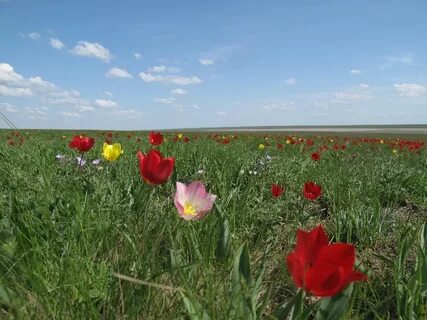 Цветок для калмыка