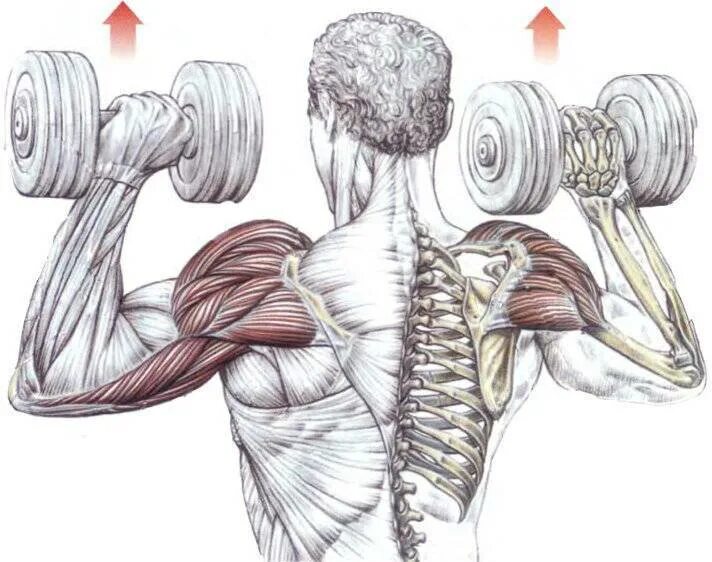 Передняя дельта с гантелями. Упражнения на дельтовидные мышцы с гантелями. Дельтовидная мышца плеча упражнения с гантелями. Тренировка дельтовидных мышц гантелями. Жим гантелей на дельтовидной мышцы.