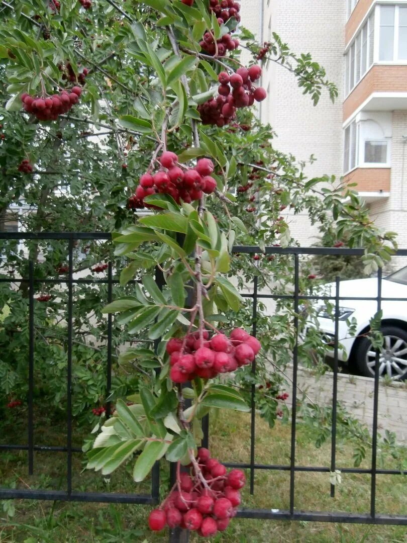 Рябина гранатная описание сорта