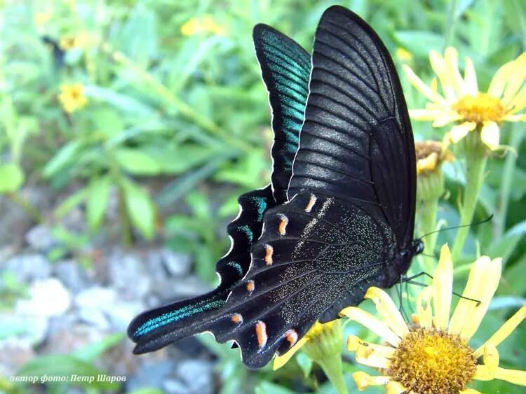 Papilio maackii JuzaPhoto