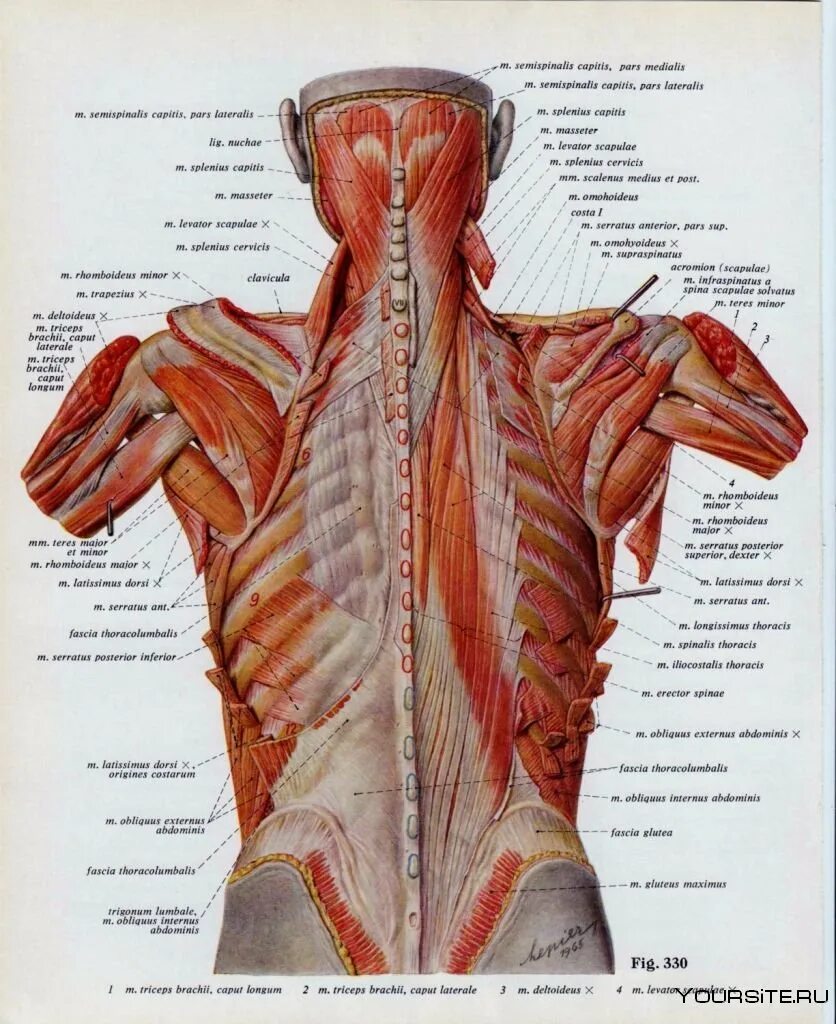 Фасции спины. Атлас Синельников мышцы спины. Мышцы спины анатомия атлас. Атлас анатомии человека мышцы спины.
