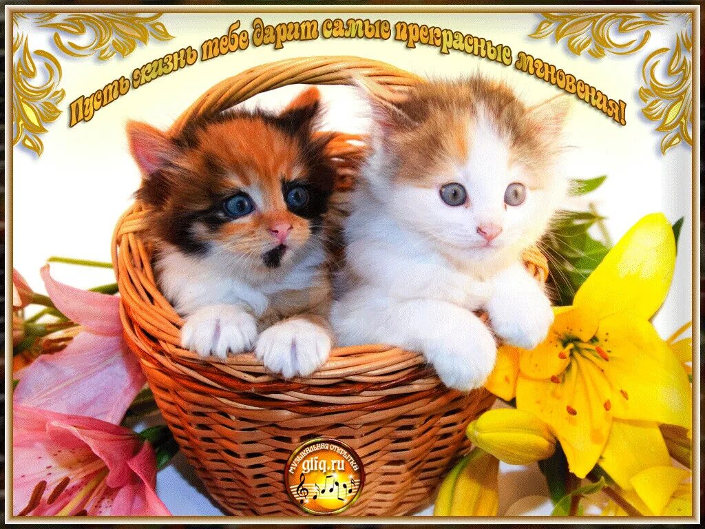 Котик с пожеланием хорошего. Открытки хорошего дня с котятами. хорошего настроения котята. прекрасного дня кошечки. добрый день с котиками.