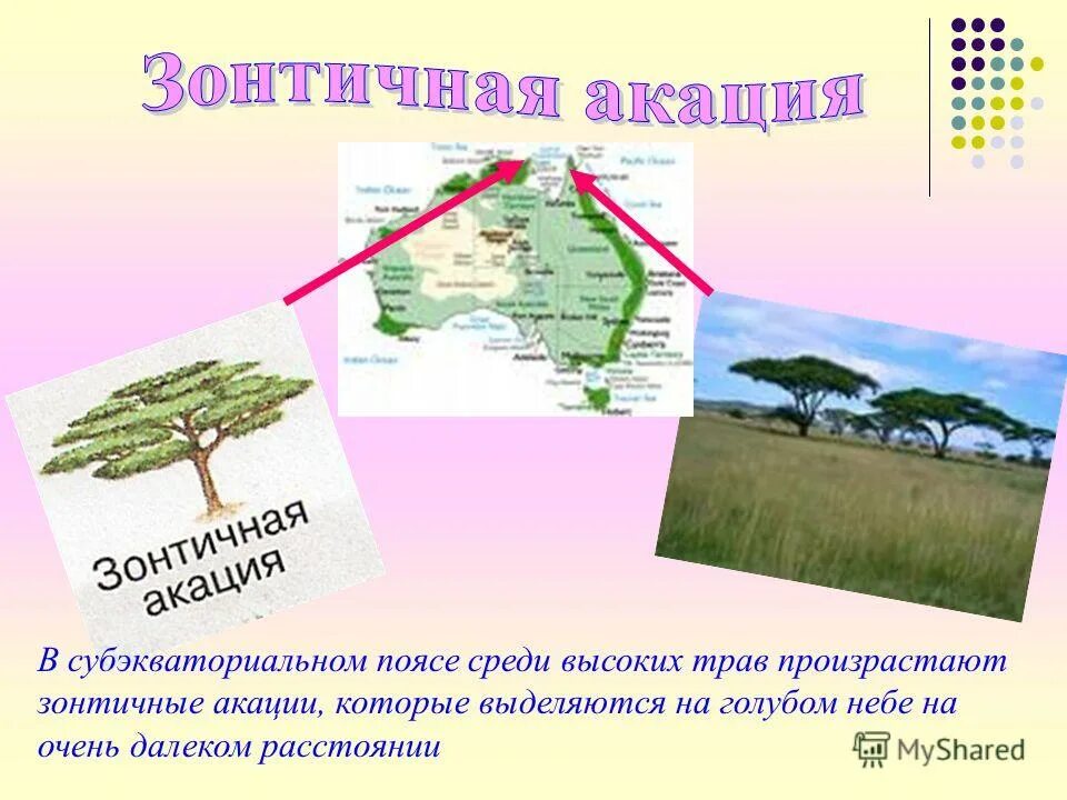 саванна биом. живой мир материков. растения разных материков. жизнь организмов на разных материках. 75 процентов видов растений этого материка.