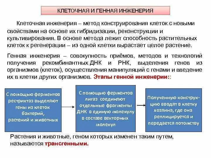 Какие методы используют в клеточной инженерии. Генная и клеточная инженерия. Методы клеточной и генной инженерии. Метод клеточной инженерии. Генная и клеточная инженерия конспект.