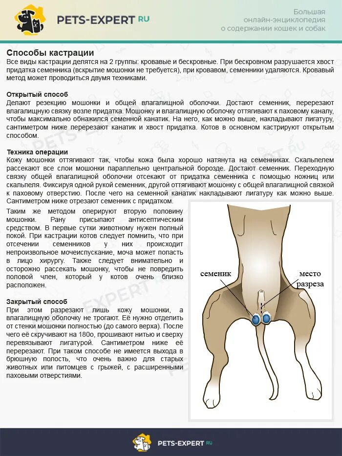 Стерилизация кошки схема. Кастрация кобеля схема. Через сколько можно кормить котов после кастрации