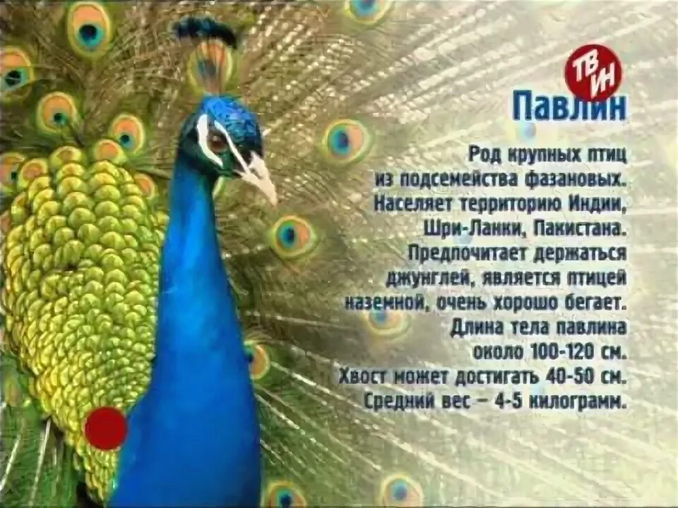 Сколько лет павлину