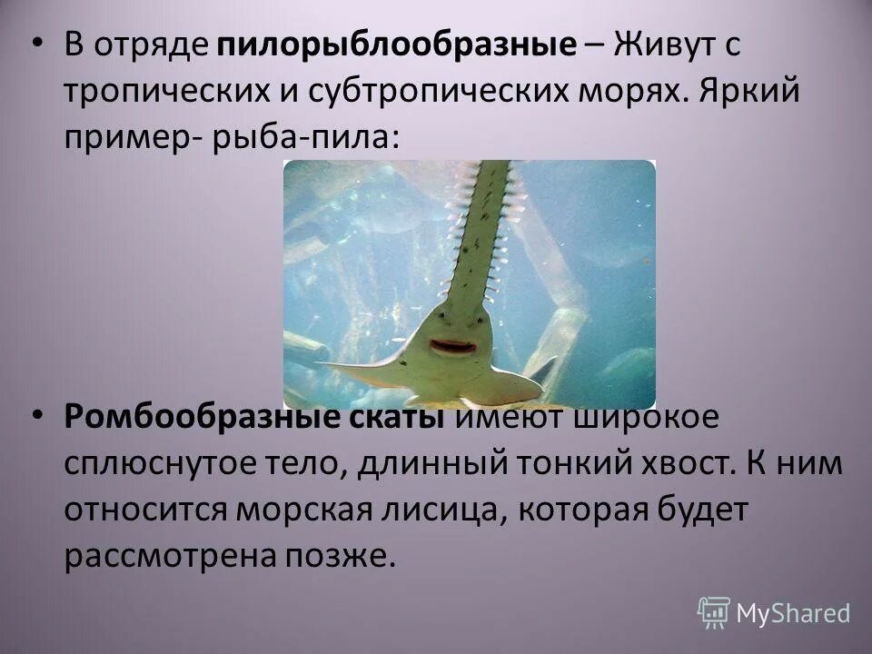 Классификация костных рыб 7 класс. Электрические скаты шип. Скат систематическая группа. Скат систематическая группа. Скат систематическая группа.