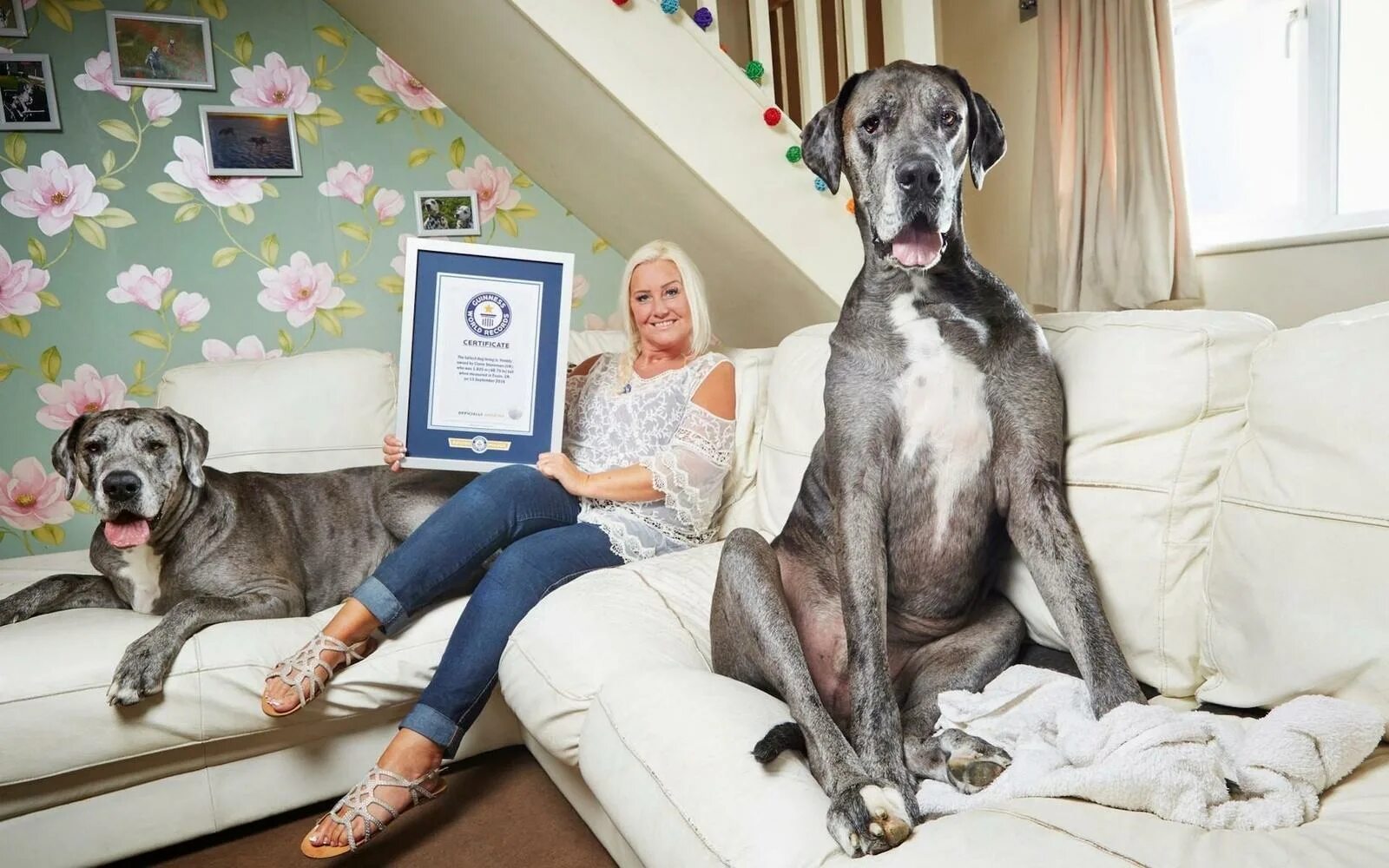 Собаки книга рекордов. Самая большая собака в мире рекорд Гиннесса. Немецкий дог рекорд Гиннесса. Датский дог Зевс. Датский дог Гибсон.