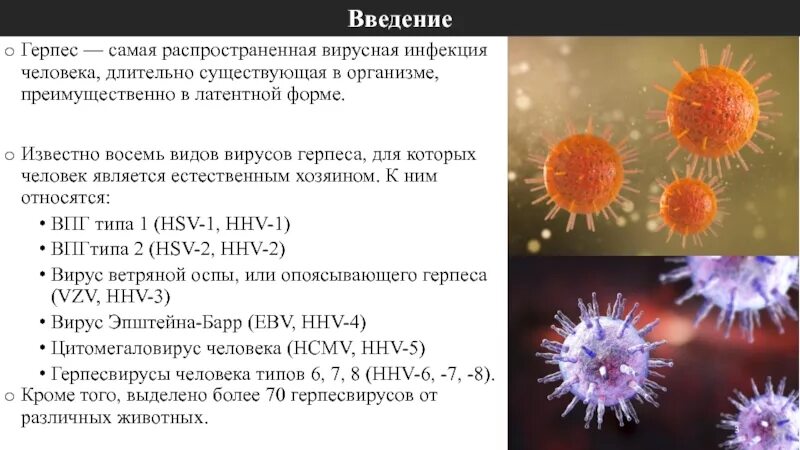Герпесвирус типы. Вирус генитального герпеса.