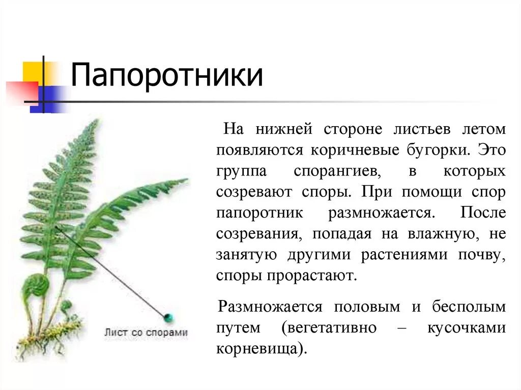 Расселение папоротников. Спорангий щитовника. Папоротники 5 класс биология. Эволюция папоротниковидных. Папоротник споры 5 класс.