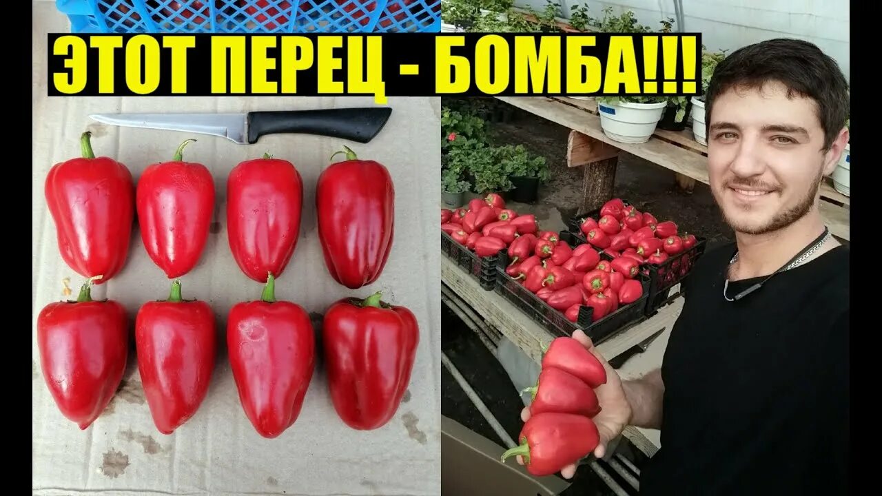 Перец сладкий купец описание сорта фото отзывы - Фото Календарь