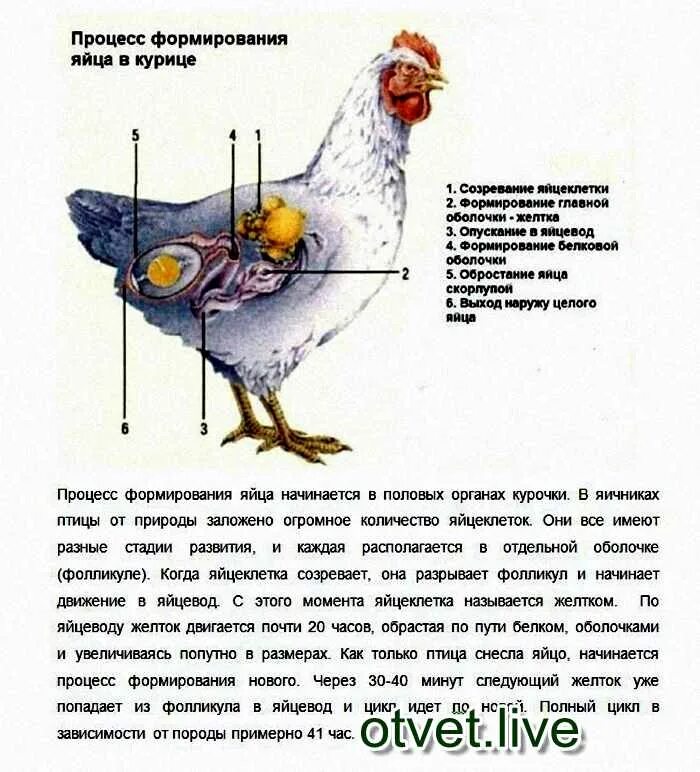 Сколько яиц несет курица на птицефабрике. Процесс формирования яйца. процесс развития яиц у курей. процесс формирования яйца в курице. сколько яиц несет курица.