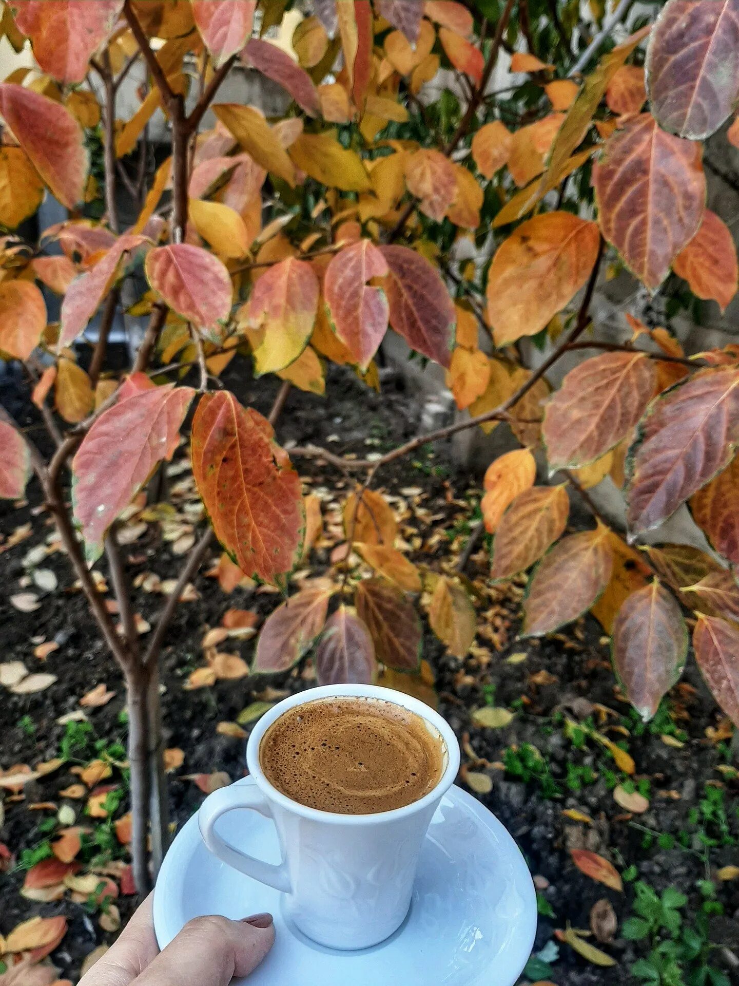 Осень кофе. Кофе осенью. Кофе в осеннем саду. Утро кофе осень.