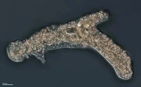 Пуговка амебы 4 буквы сканворд