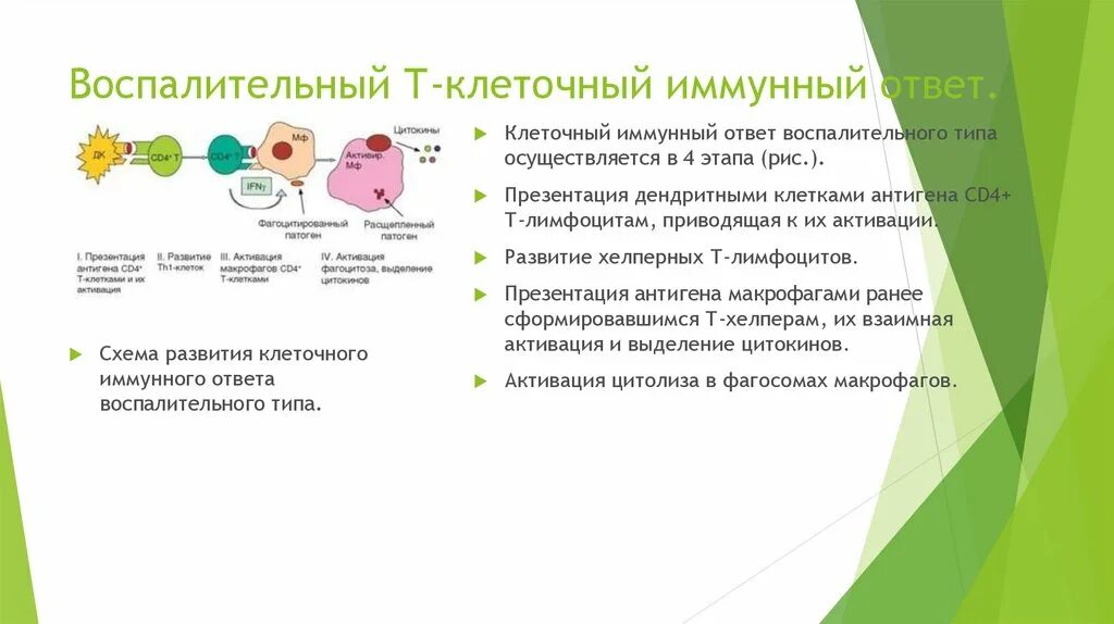 Цитотоксический иммунный ответ. Воспалительный т-клеточный иммунный ответ механизм формирования. Схема клеточного иммунного ответа воспалительного типа. Этапы клеточного воспалительного иммунного ответа. Воспалительный т-клеточный иммунный ответ механизм.