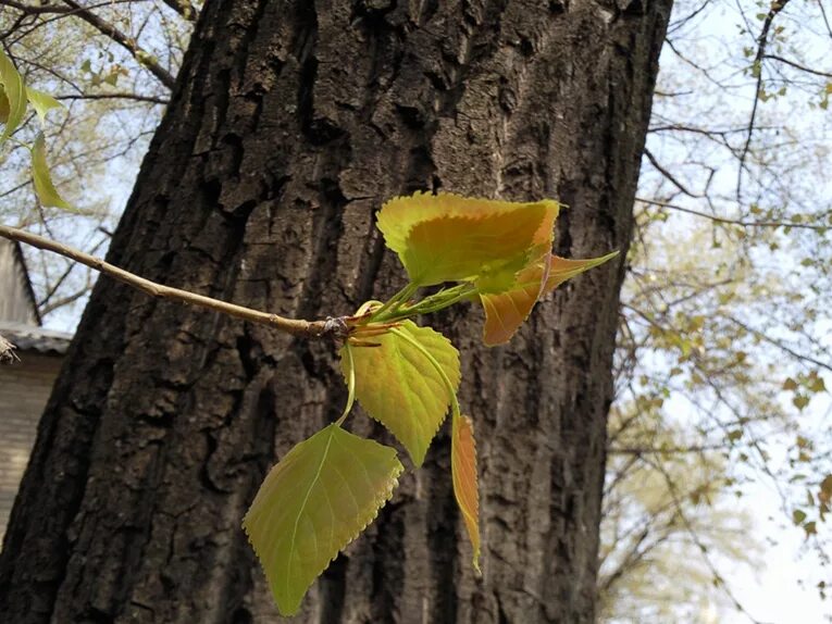 Тополь б 1. Листья тополя весной. Горный Тополь в изделии. Лист тополя после зимы внешний вид.