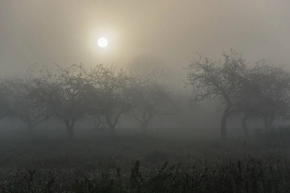 Туманное утро в саду. Сад в тумане. Вишневый сад в тумане. Кусты в тумане. Предрассветной темноте