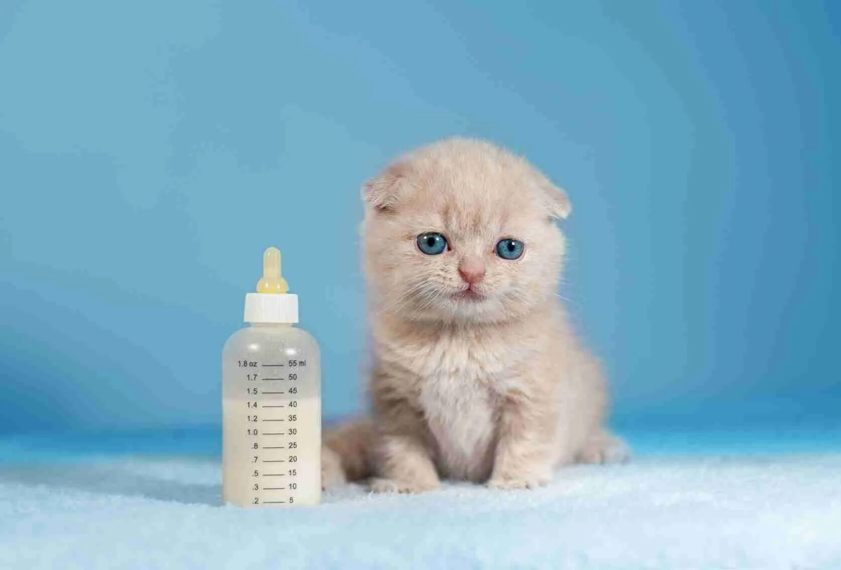 Что давать котятам