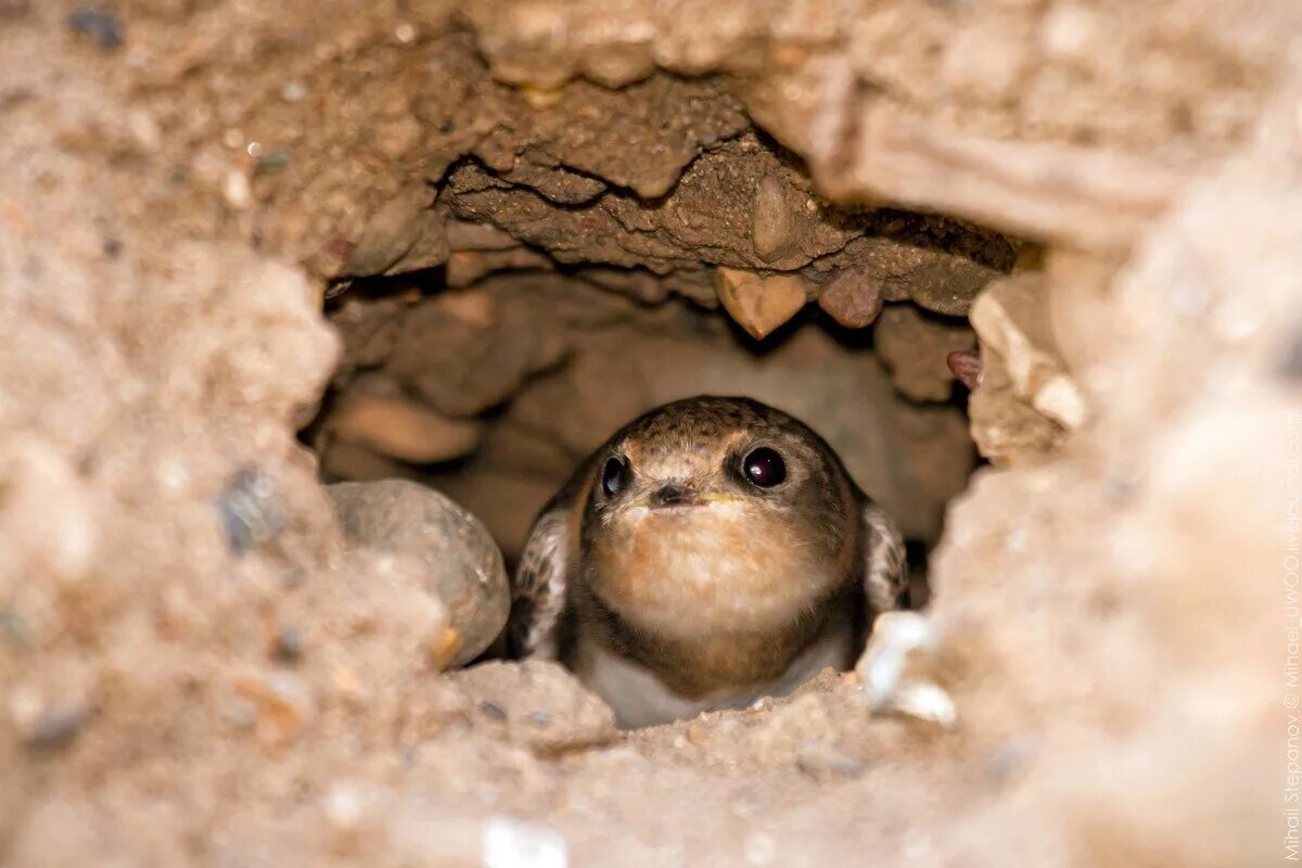 заяц ёж и белка. ласточка еж ящерица группа. маленькие ежата. новорожденные ежики. ласточка.