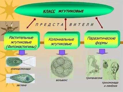Значение простейших 7 класс биология конспект