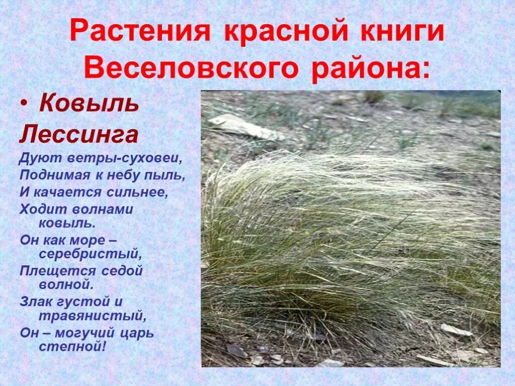 Ковыль песня текст. Ковыль лессинга. Есенин ковыль равнина дорогая. Есенин ковыль равнина дорогая. Ковыль перистый описание.