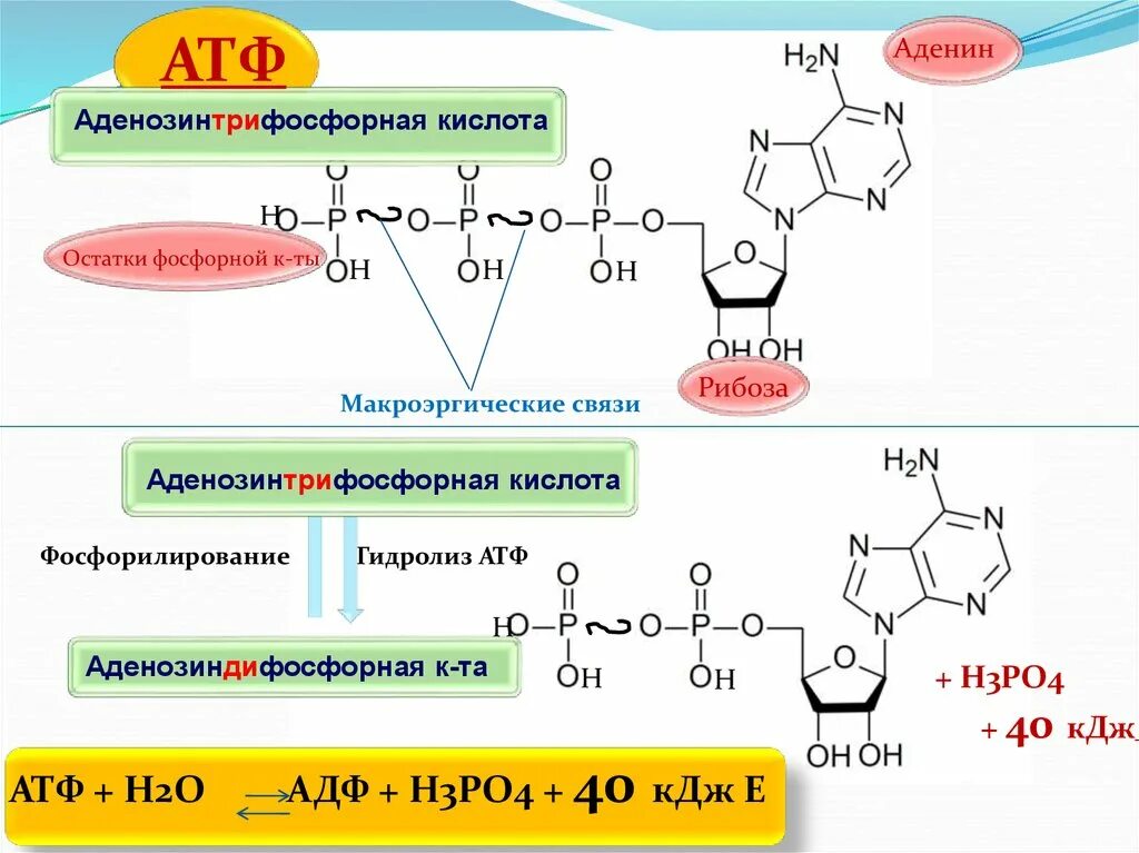 Остаток фосфорной кислоты атф. Аденозин 3 фосфорная кислота. Рибоза макроэргическая связь аденин. Макроэргические связи в АТФ. Гидролизом макроэргической связи АТФ.