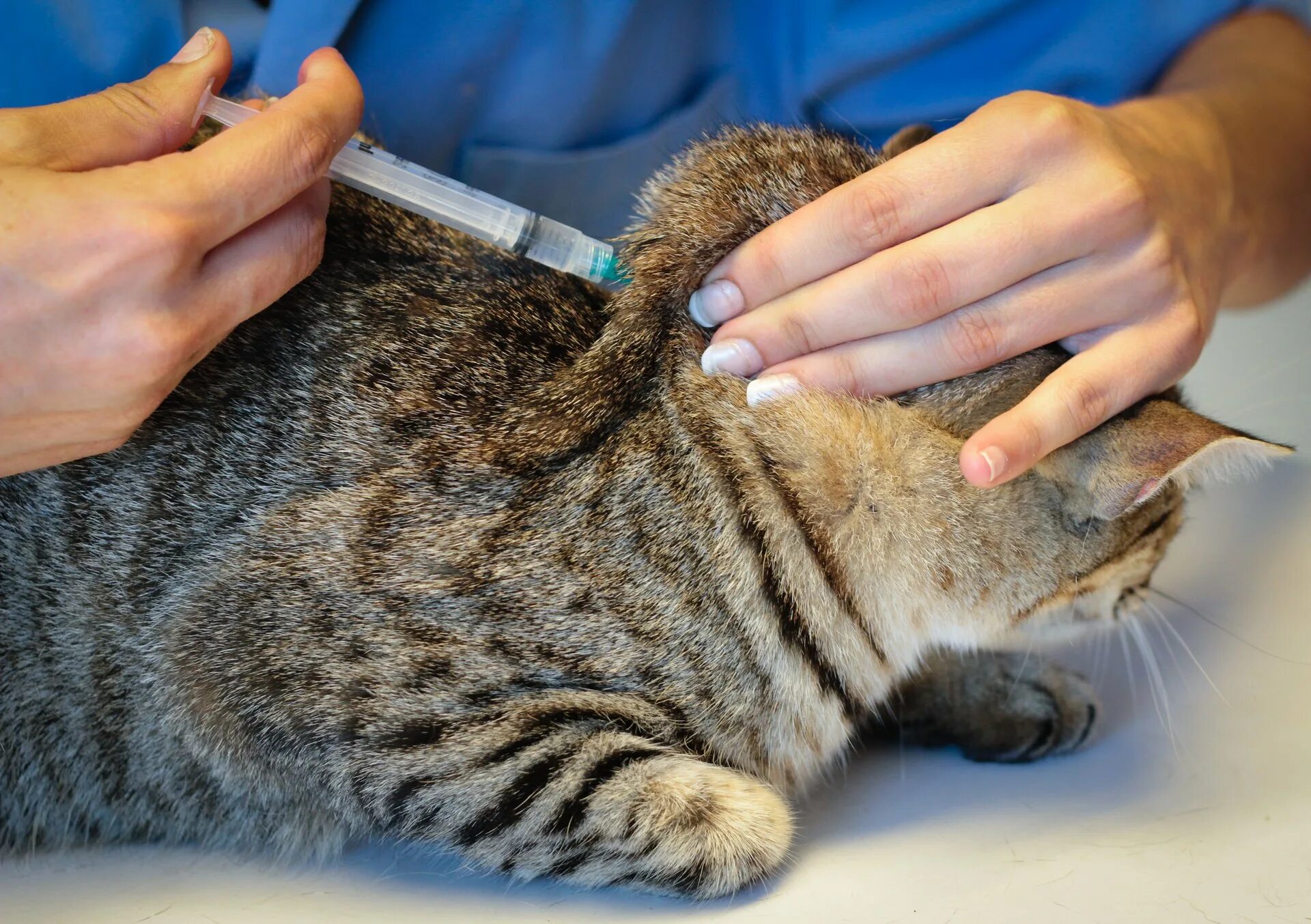 Прививки кошке перед дачей. Укол в холку кошке. Укол в холку подкожно коту. Укол коту в холку.