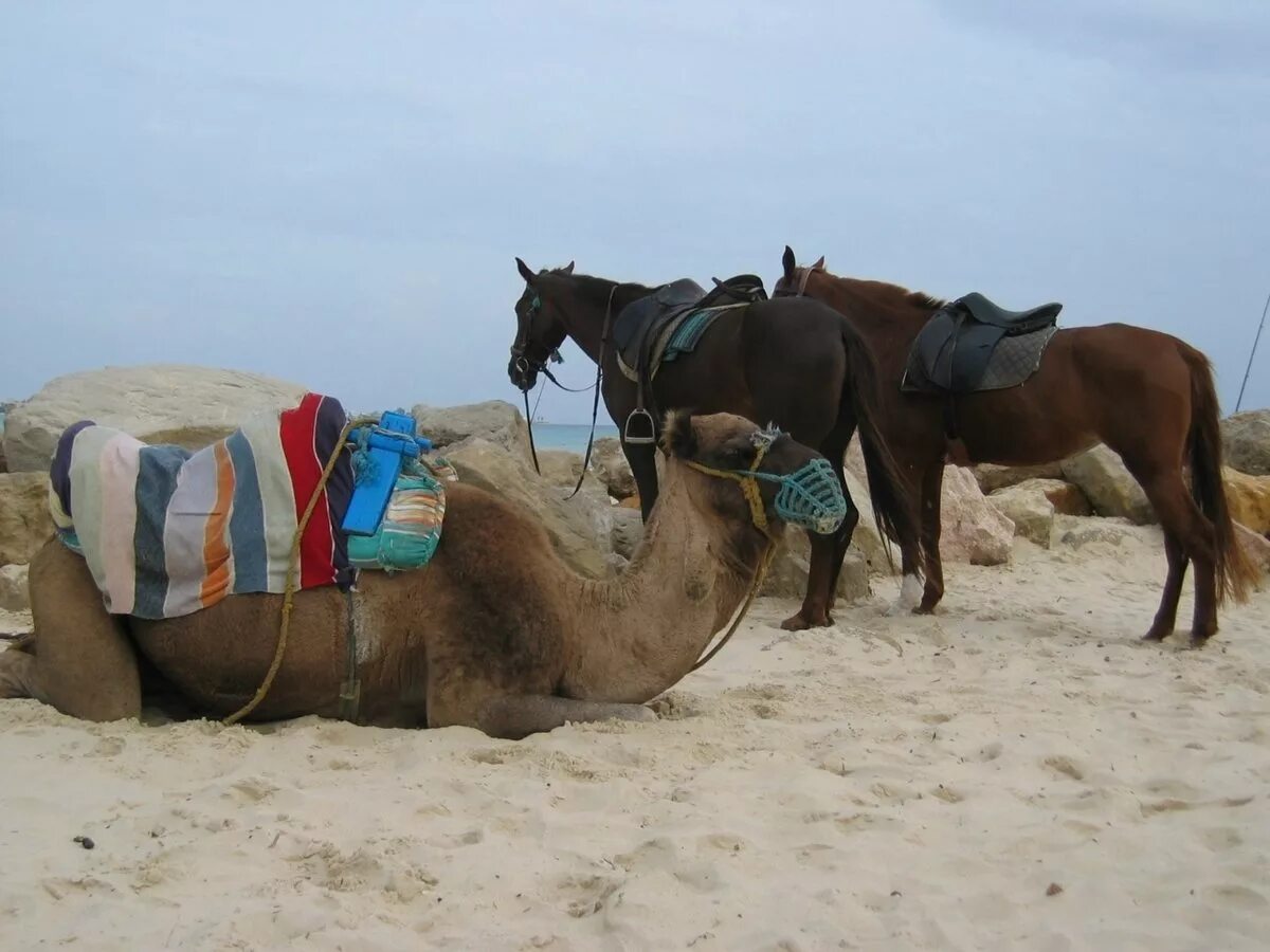 осел и верблюд. верблюд для детей. лошади в египте. верблюд и лошадь. лошадь взглянув на верблюда.