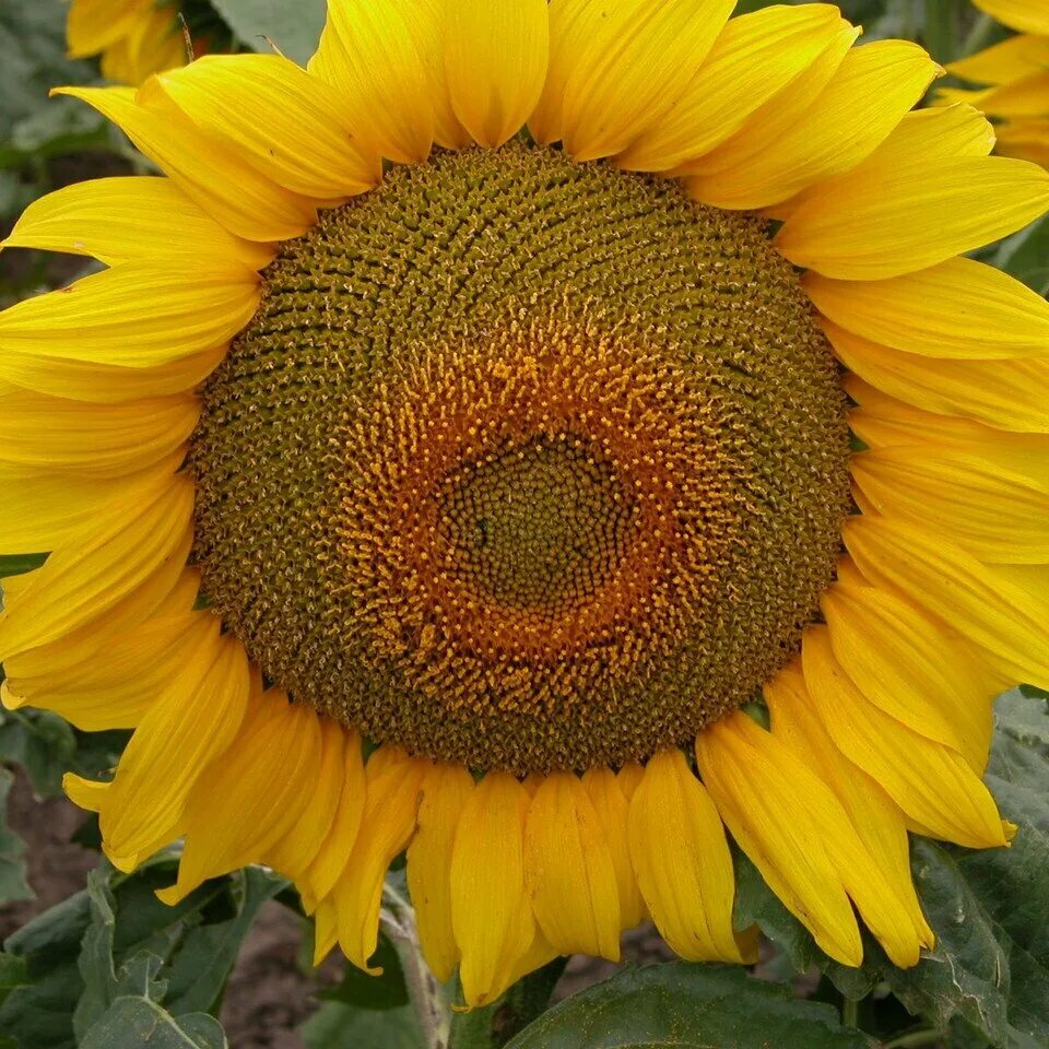 Подсолнух сорт солнечный великан. Семена подсолнуха пионер. Подсолнечник "лакомка". Какие сорта подсолнечника. Подсолнечник лакомка 10 г.