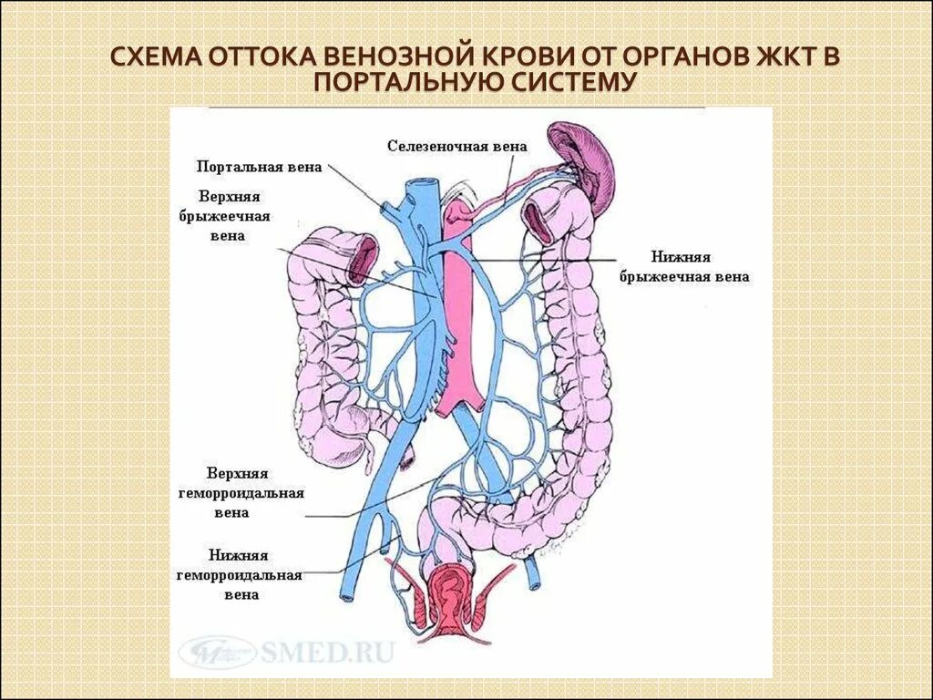 Кровеносная система кишечника человека схема. Венозный отток от органов. Артерии пищеварительной системы. Сосуд собирающий кровь от органов брюшной полости