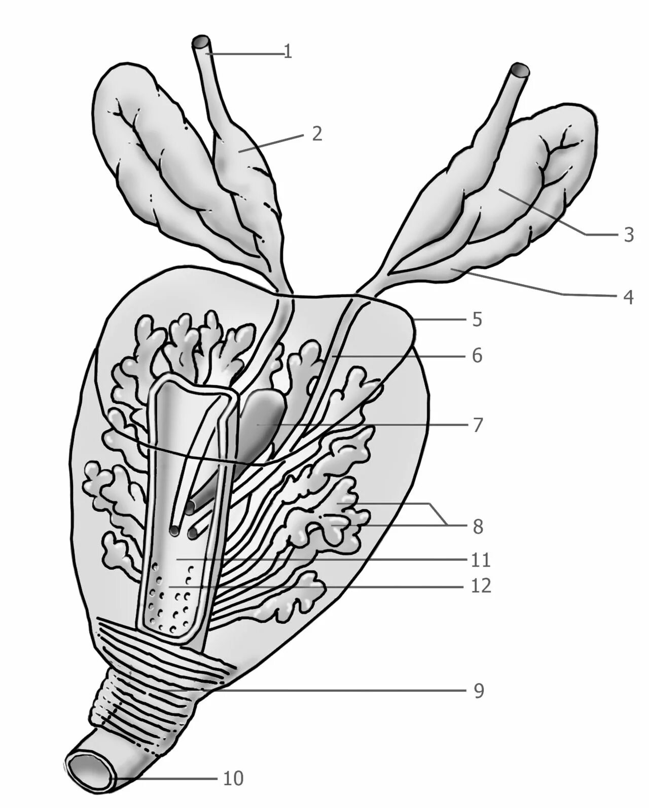 Строение предстательной железы. Анатомия простаты и семенных пузырьков. Структура предстательной железы.