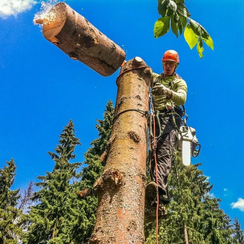 Пилящий деревья работники