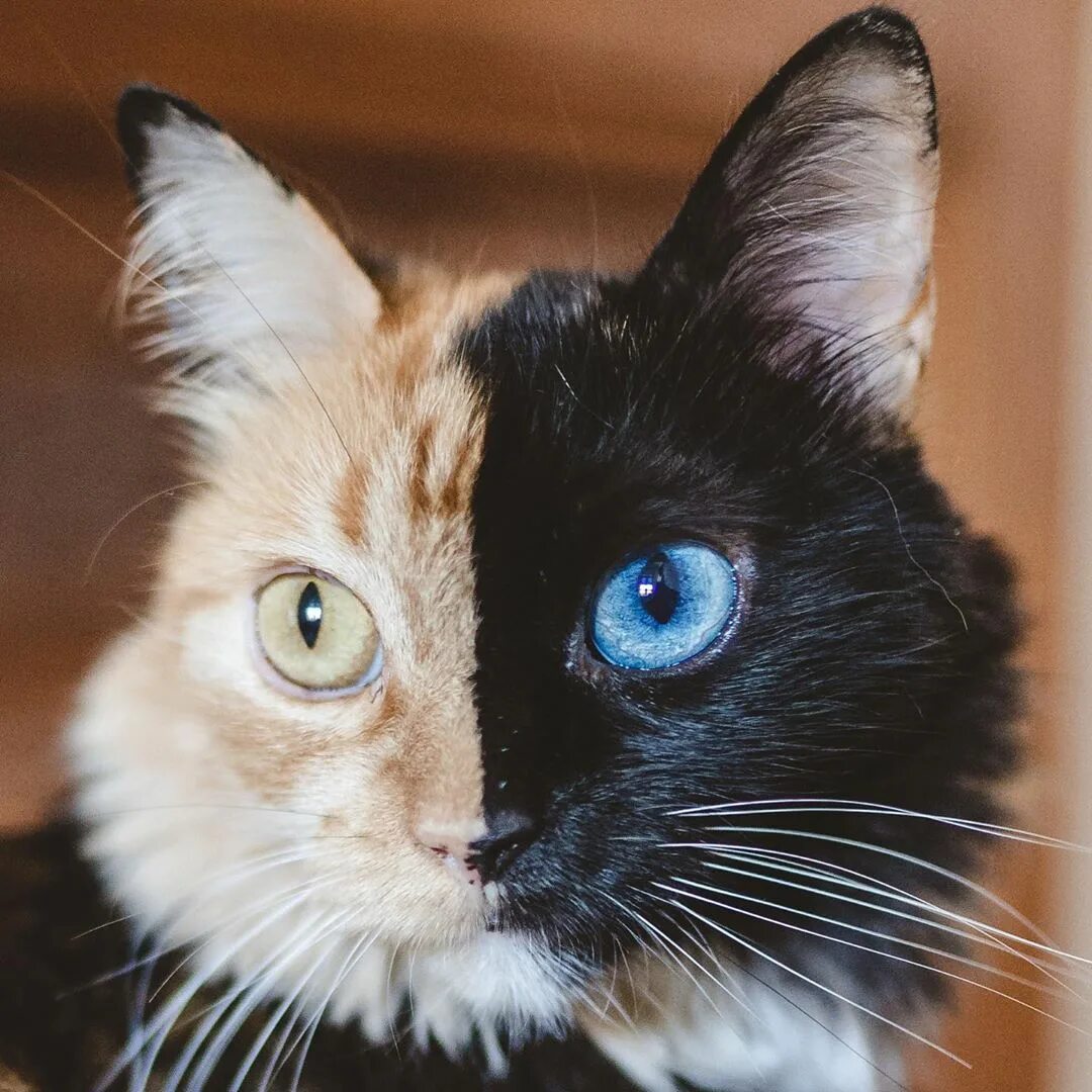 Редкие цвета кошек. Коты необычной окраски. Кот с необычным окрасом. Необычные окрасы кошек. Котята необычного окраса.