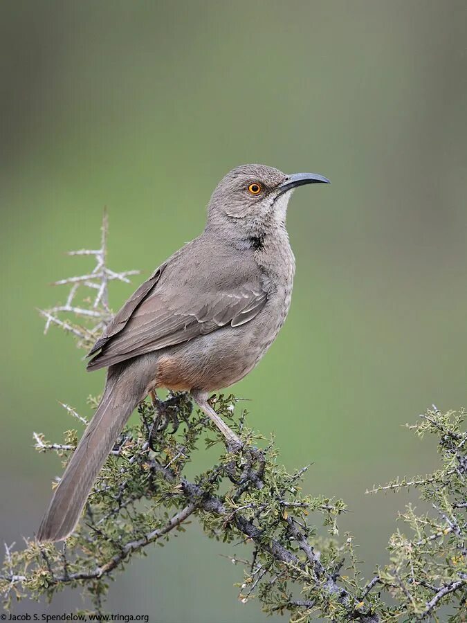 Коричневая птица с длинным хвостом. Toxostoma curvirostre. Дрозд дымчатый. Серая птица. Серая птичка.