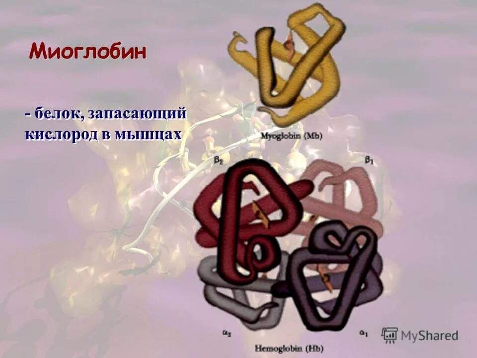 Белок миоглобин. Миоглобин в мышцах. Миоглобин белок запасающий. Роль миоглобина в организме человека.